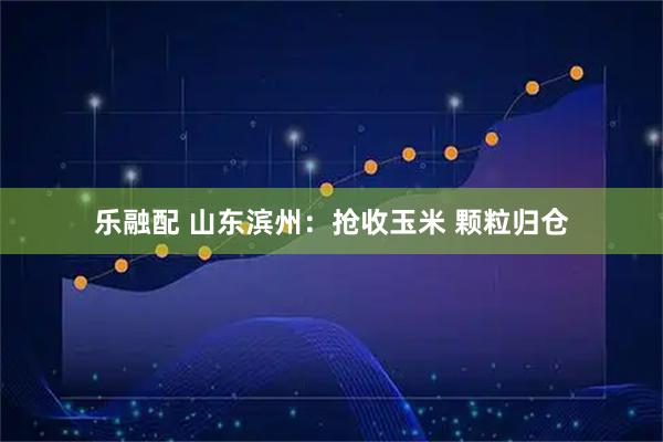 乐融配 山东滨州：抢收玉米 颗粒归仓